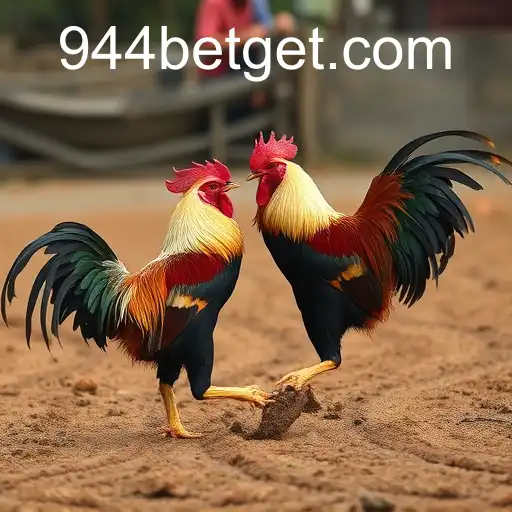 Understanding the Controversial World of Rinha de Galos and Its Connection to 944bet